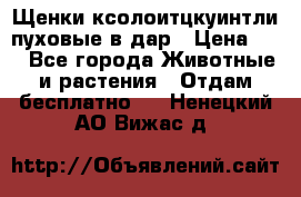 Щенки ксолоитцкуинтли пуховые в дар › Цена ­ 1 - Все города Животные и растения » Отдам бесплатно   . Ненецкий АО,Вижас д.